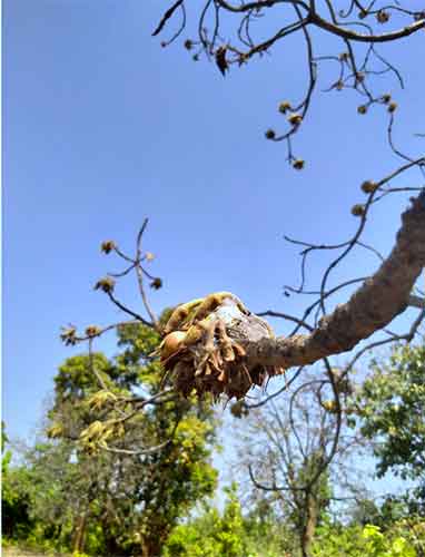 Mahua