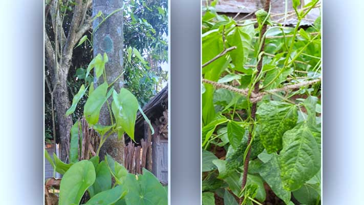 तोलोंग सिकि (लिपि) का आधार