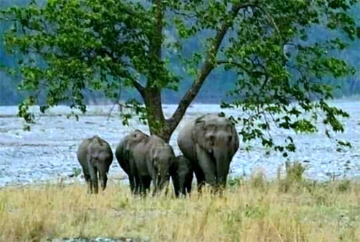 सय बिमल टोप्पो की कुँड़ुख़ कविता तोलोंग सिकि एवं देवनागरी लिपि में