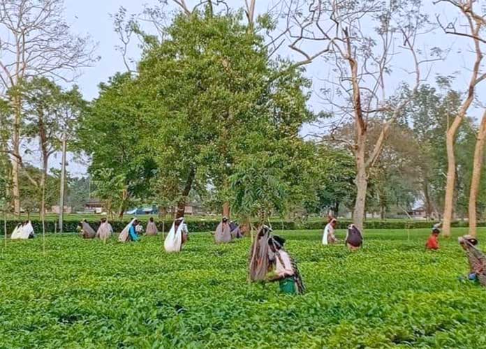 सय बिमल टोप्पो की चाय बगान पर कुँड़ुख़ कविता तोलोंग सिकि एवं देवनागरी लिपि में