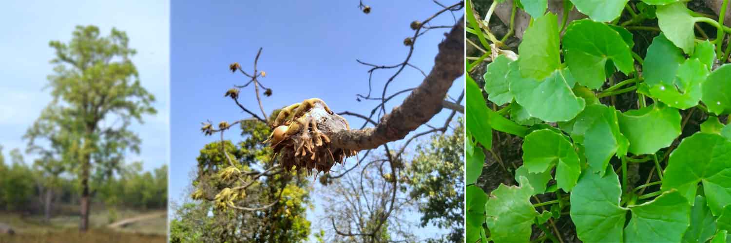मन्दर बिरो- झारखंड राज्य की पारंपरिक चिकित्सा