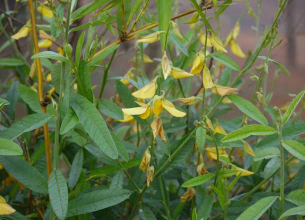 मन्दर बिरो- झारखंड राज्य की पारंपरिक चिकित्सा